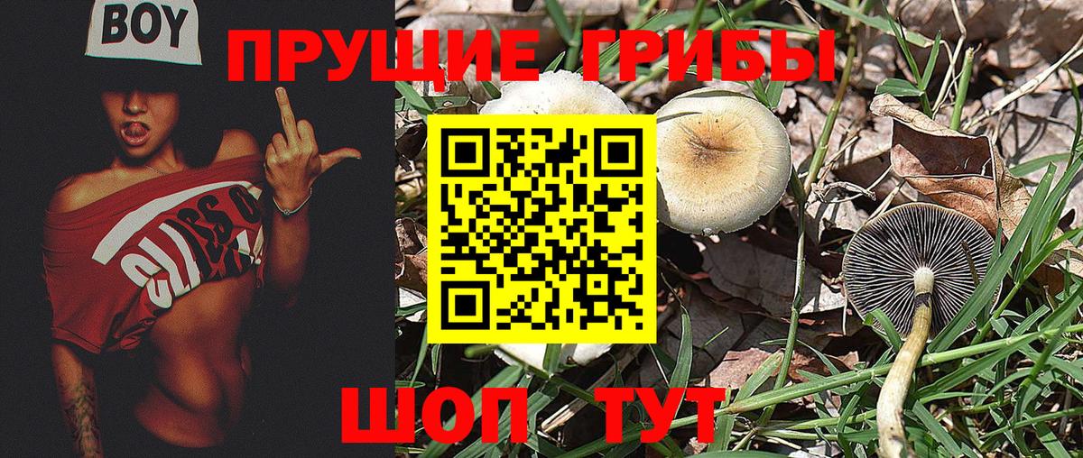 Дальнереченск  Псилоцибиновые грибы Cubensis  где можно купить наркотик  Вход с VPN 